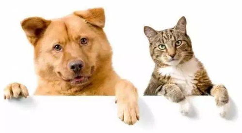 孕妇梦见猫和狗打架