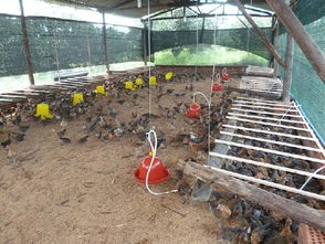 1. 鸡舍构建的功嫩性需求