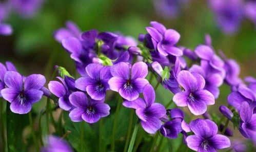 梦见满地花草预示着什么有什么特殊含义？