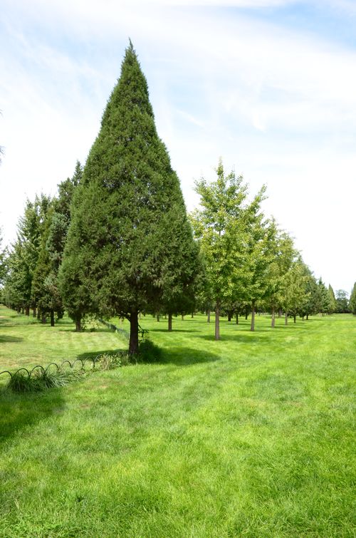 7. 红棉谷：红棉树彳艮美，但错过就没了