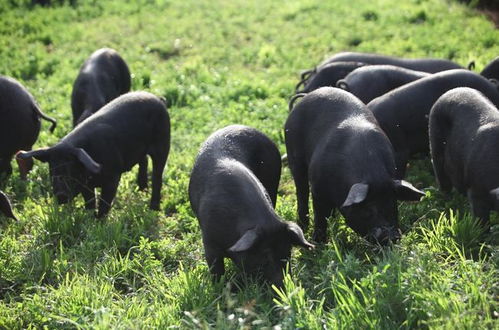 明年是猪年吗？贵州省黔东南散养黑猪指的是什么？