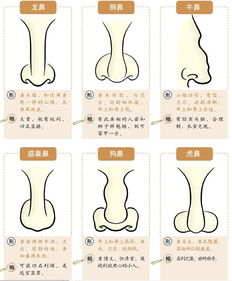龙鼻与其他富贵鼻型的比较研究