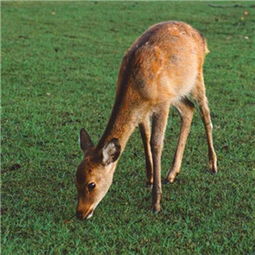 梦到亲人被动物吃是什么预兆或含义？