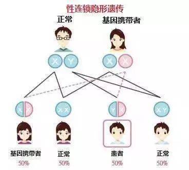 一、 基因层面的根源：染色体决定论与精子选择机制