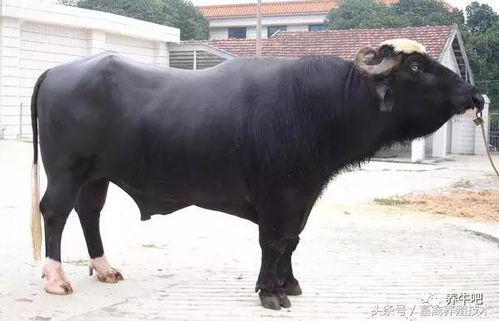 最较高体型牛的品种概述