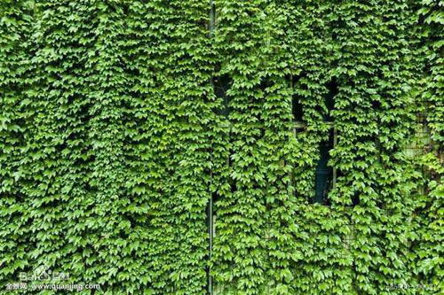 2. 常绿植物及其对室内活力的提升作用