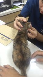 医院打一生肖是哪个生肖？耳聪手灵接飞盘的动物打一生肖是哪个生肖？