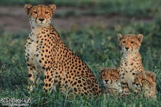 千姿百态的生肖动物是什么？千姿万态指的是哪个生肖？