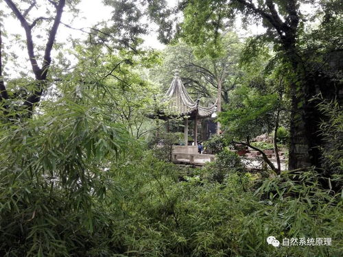 种生基：对天地灵气的汲取与生命的延绵