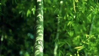 竹和杏分别代表哪个生肖？这是对生肖文化中特定植物象征的提问。