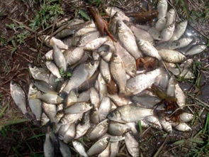 梦见自己钓到鱼是什么预兆，周公解梦中有何寓意？