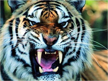 属虎的生辰八字中，申时究竟意味着什么特殊含义？