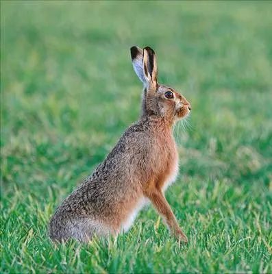 蜻蜓进屋象征什么寓意？十大吉兆是哪些？