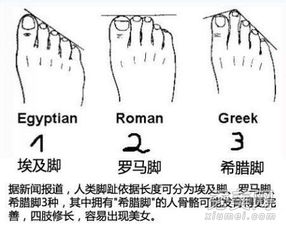 第一章：足相学的整体架构与生理基础