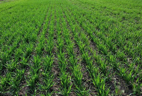 麦子长得好？身体倍儿棒！