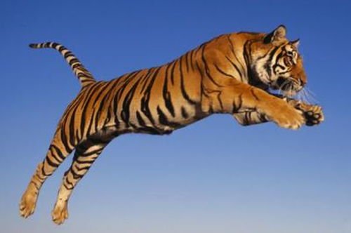 2026年属虎10月运势中，2025年出生的属虎人招财转运应佩戴什么物件？