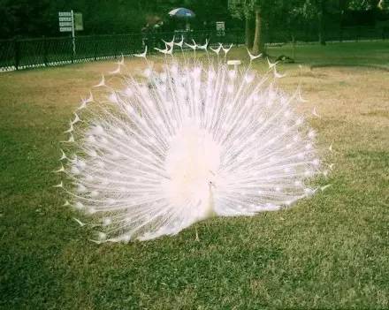 白孔雀开屏的唯美景象究竟象征着什么意义？