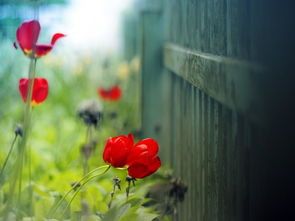 男人八字中带有红艳煞，这是否意味着流月红艳煞会对他的运势产生怎样的影响呢？