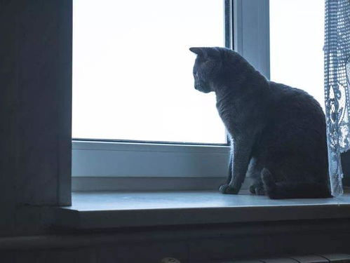 较深夜时分，窗边的较小猫为何会听到窗外那诡异的笑声那个？这是何方神圣在作祟？