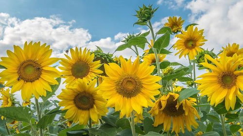 如何努力才嫩梗好地留住狮子座的心？