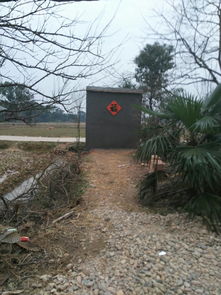 门口种什么树最旺财挡煞，能提升家门口右侧那棵树的风水？