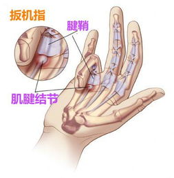 手指26个关节分别代表什么命运？图解位置及名称？