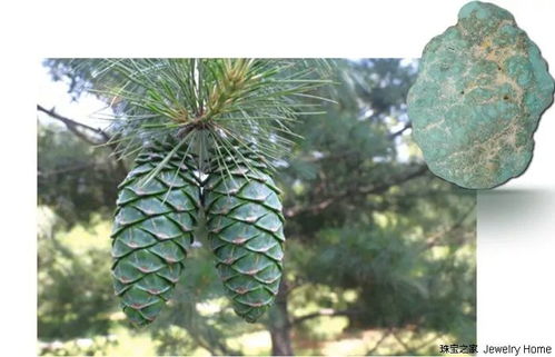 松树和金字塔形状?