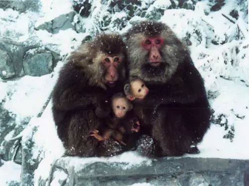 猴哥猴姐：朋友圈=提款机