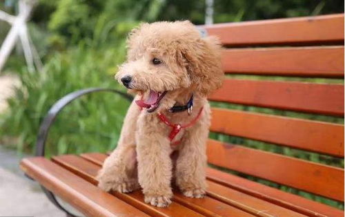 （一）贵宾犬：智慧与财富的双重象征