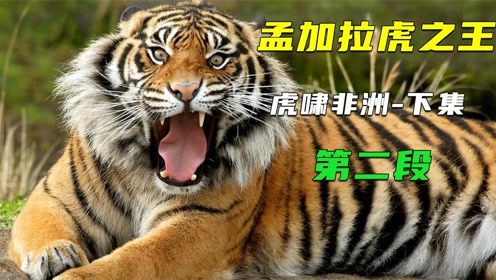 属虎 男性: 果敢自信的气魄展现