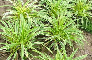 麦冬风水，麦冬种家里是吉祥还是不吉利？