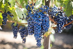 葡萄梦境大乱炖：当你的大脑开始发癫