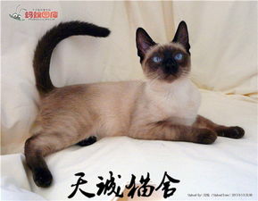 暹罗猫：忠诚度与情绪共鸣能力兼具之典范