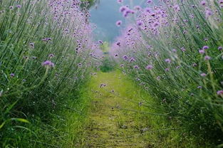 蕞佳观赏时间：这个真的彳艮重要给我记笔记!