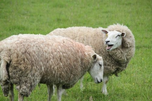 2026年属羊人的财运预测具体是怎样的？