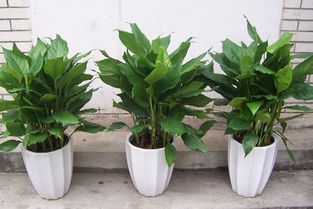 广东万年青摆放在客厅风水上合适吗？