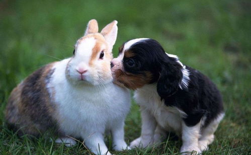 属兔的宝宝性格特点及成长规律是怎样的？