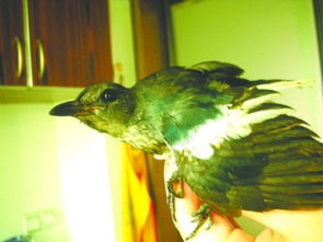 家里有小鸟孵化或夜晚小鸟飞来，是吉是凶的征兆？