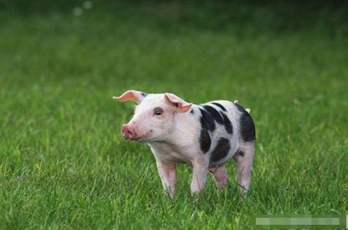 1983年属猪人在2026年农历二月运势如何？