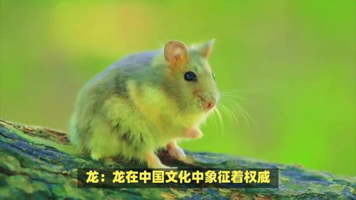 春秋生肖的动物是什么？春秋动物指的是哪种动物？