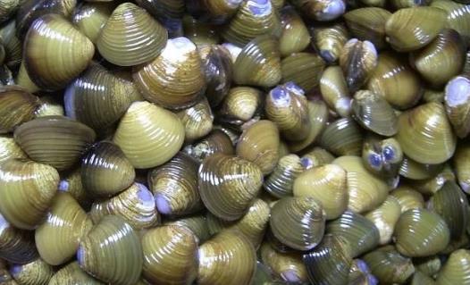 1. 生物平安风险：寄生虫与细菌感染