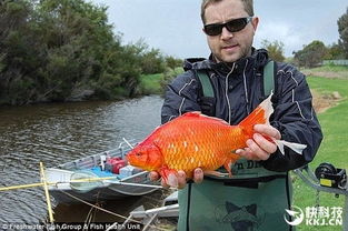 2.2 塑料金鱼或金鸡