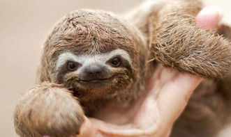 请问本期动物排名第三的是哪个生肖？