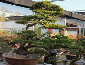 选址与养护：兼顾气候条件与审美情趣