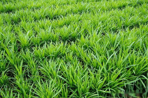 麦冬风水，麦冬种家里是吉祥还是不吉利？