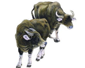 老牛吃草是哪个生肖？老牛吃草吞吞吐吐代表数字几？