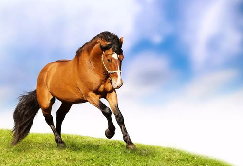 属马2026年的感情运势和爱情走向究竟会是怎样的呢？