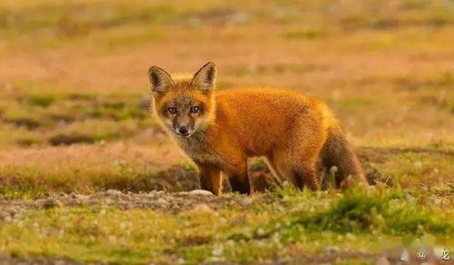 将狐奔鼠窜打一生肖，哪个生肖尾巴特长？