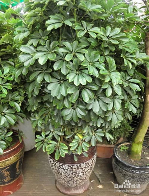 一、  财位的确立与招财树的灵性发挥机制