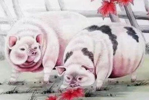 属猪人房上土命，缺土如何化解改善运势？